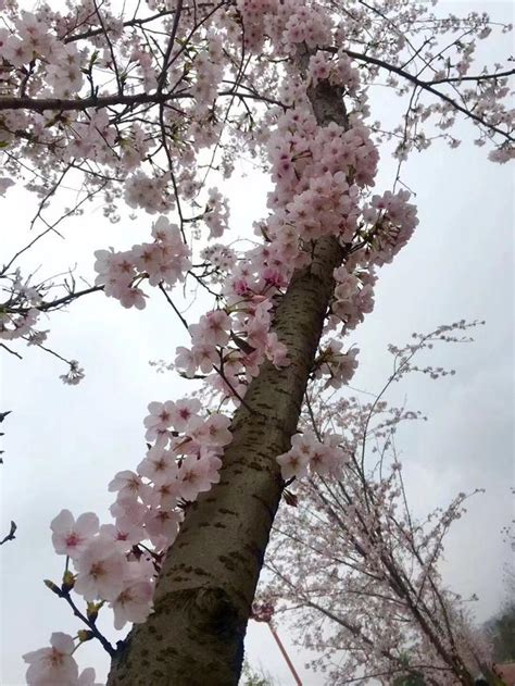 櫻花爛漫如詩如畫 眉山這條櫻花大道驚艷了路人 每日頭條