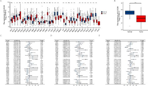 Figure From Low Expression Of Clec B Indicates Poor Prognosis In