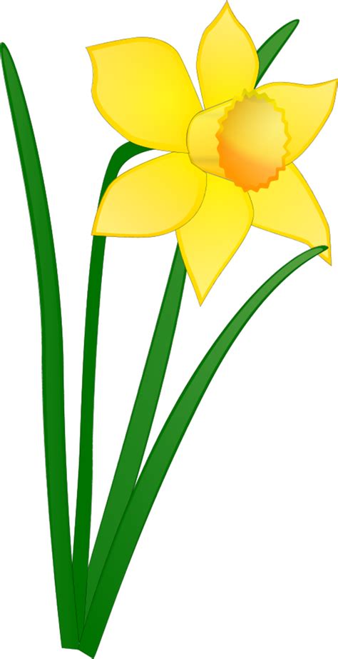 Cartoon Daffodil - Fun and Whimsical Flower Illustrations