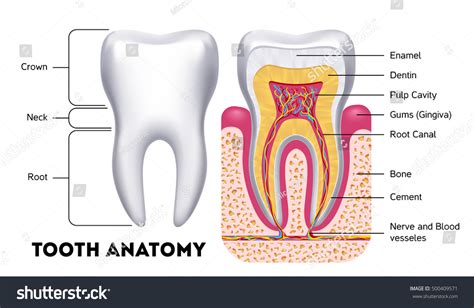 101,876 Anatomy of teeth Images, Stock Photos & Vectors | Shutterstock