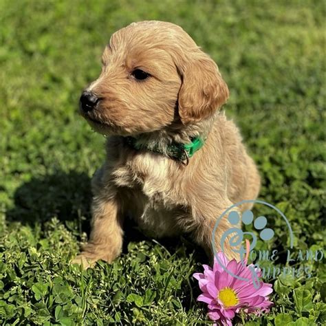 F1b goldendoodle puppies for sale near me - Home Land Puppies