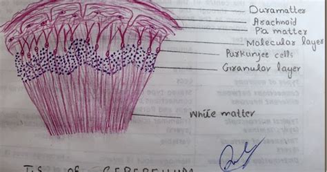 Histology Slides Database: T.S of cerebellum high resolution histology ...