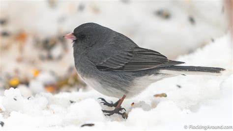 Identification of Dark-eyed Junco Subspecies