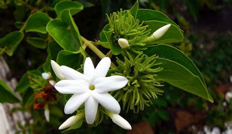 Juhi Jasminum Auriculatum Plant Most Beautiful Flowers Beautiful