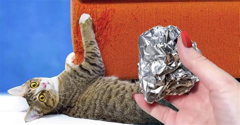 Comment utiliser le papier aluminium pour empêcher les chats de griffer