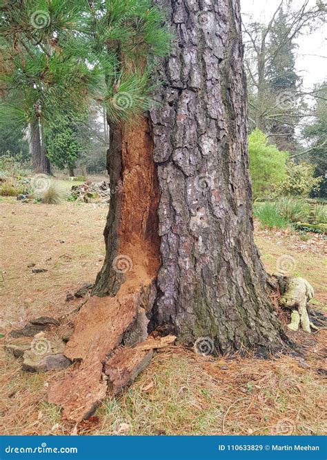 Pine Beetle Diseased Pine Tree. Stock Image - Image of tree, pests ...