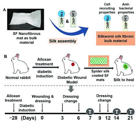 Schematic Diagram Of The Experiment A Preparation Of The Nanofiber