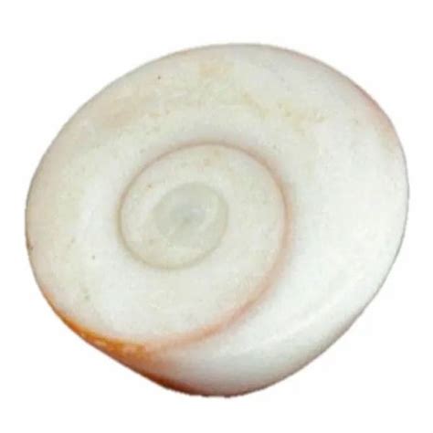 Gomati Chakra At Best Price In Mumbai By Spiritual Zone Pvt Ltd ID