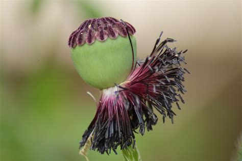 Poppy Seed Pod Plant Free Photo On Pixabay Pixabay