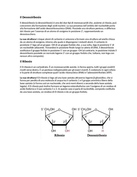 Ribosio E Desossiribosio Docsity