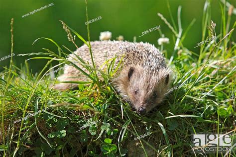 Western European Hedgehog (Erinaceus europaeus). Order: Erinaceomorpha ...