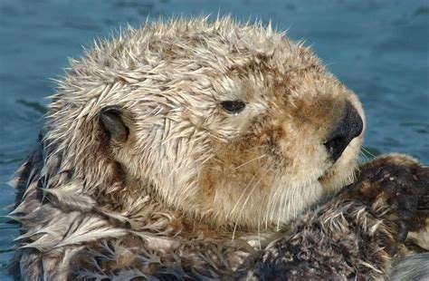 Thermogenic Leaking How Otters Muscles Enable Their Cold Aquatic