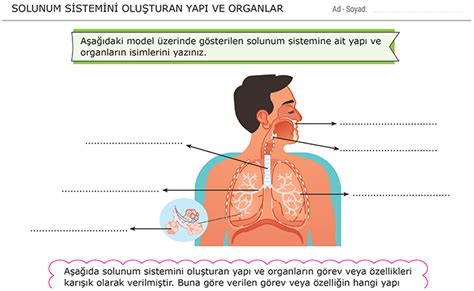 S N F V Cudumuzdak S Stemler Fen Bilimleri Devleri Morpa