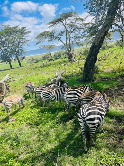 3 Days Serengeti Ngorongoro Group Joining Safari Getyourguide