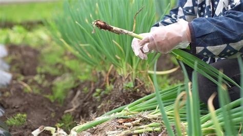 Women harvesting green onions 8640025 Stock Video at Vecteezy