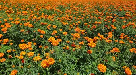 Marigolds: Their Care, Benefits and Uses - 15 Acre Homestead