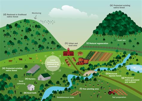 Ten Golden Rules For Reforestation To Optimize Carbon Sequestration