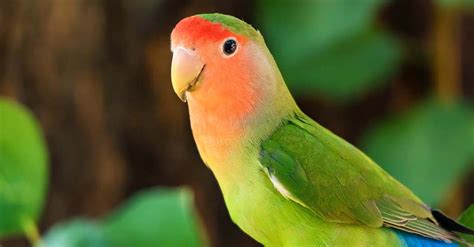 macam macam lovebird  terkenal bisa dipelihara pintarpet