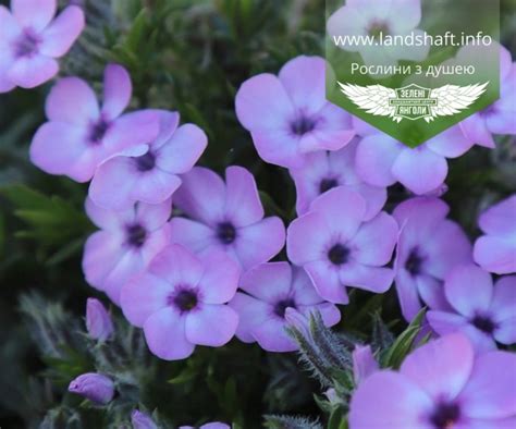 Phlox douglasii Eva Флокс Дугласа Ева