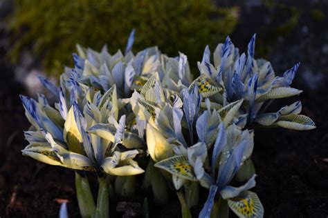 Vad blommar nu i trädgården Fototråd Sida 53 Byggahus se