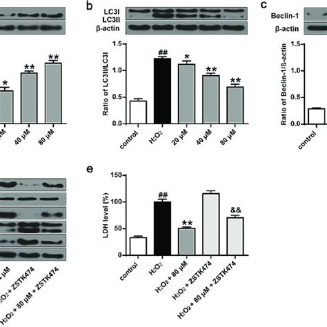 Phillyrin Enhanced Autophagy Of H O Treated Primary Neuron Cells