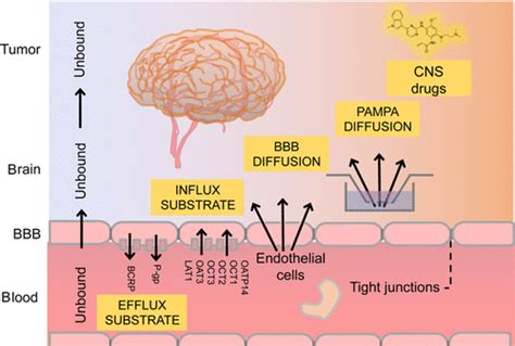 Explaining Bloodbrain Barrier Permeability Of Small Molecules By