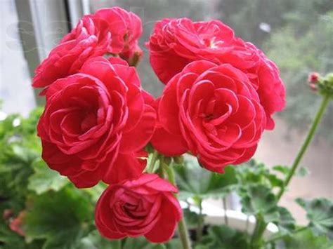 Пеларгония happy appleblossom rosebud, в чем особенности, как выращивать