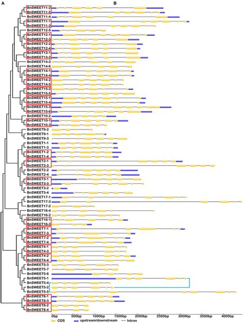 The Exon Intron Structure Of The Bnsweet Genes According To Their