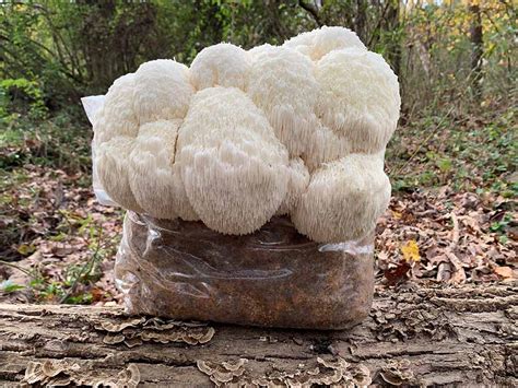 Lion S Mane Mega Mushroom Complete Indoor Grow Kit Sundreams Farm