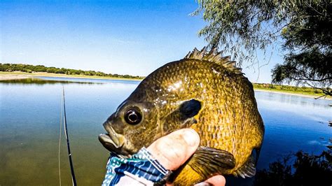 Giant Green Sunfish Bluegill And Catfish On The Fly Youtube