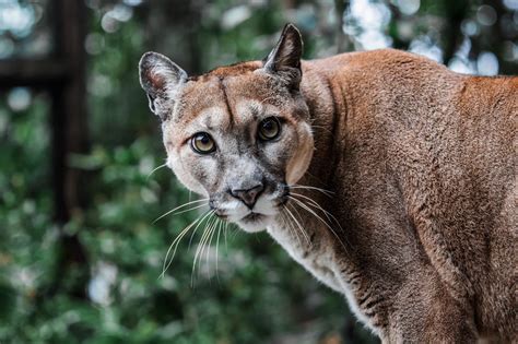 Major Mountain Lion Hunting And Trapping Fight Boils In Texas