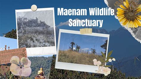 maenam wildlife sanctuary exploring sikkims rich biodiversity