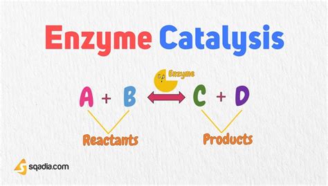 Enzyme Catalysis - Introduction