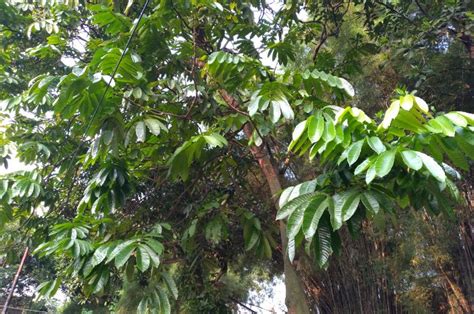 Matoa Buah Kaya Khasiat Dari Papua Yang Punya Tiga Rasa Buah Buahan