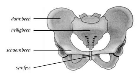 Bekkenpijn Bekkeninstabiliteit En Zwangerschap Bernhoven