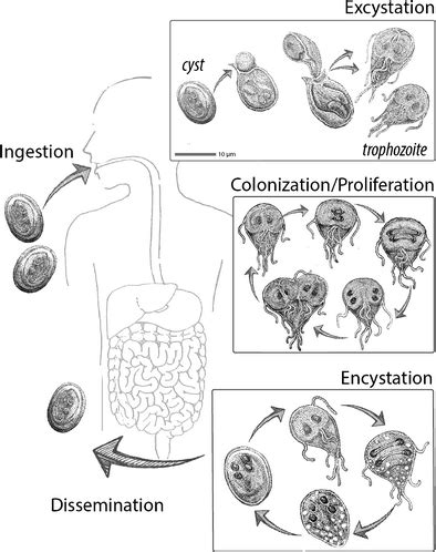 The Giardia Life Cycle In The Human Host Giardia Has Two Life Cycle