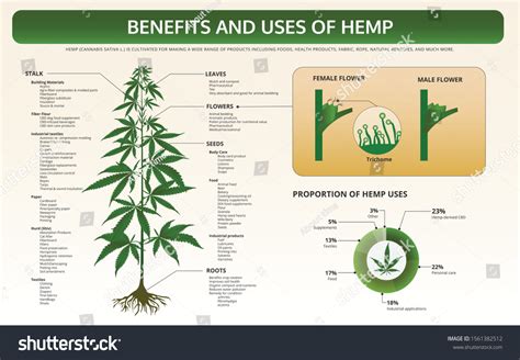 Benefits Uses Hemp Horizontal Textbook Infographic Stock Vector Royalty Free 1561382512