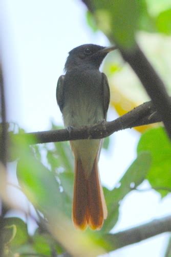 Blyth S Paradise Flycatcher Birds Of Singapore Inaturalist