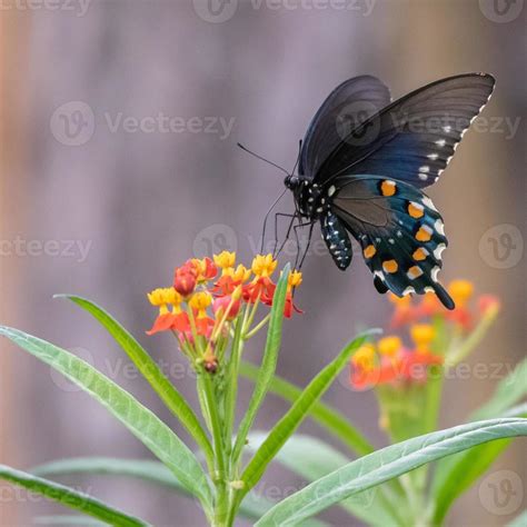 A Blue Swallowtail Butterfly Feeding On A Tropical Milkweed Plant