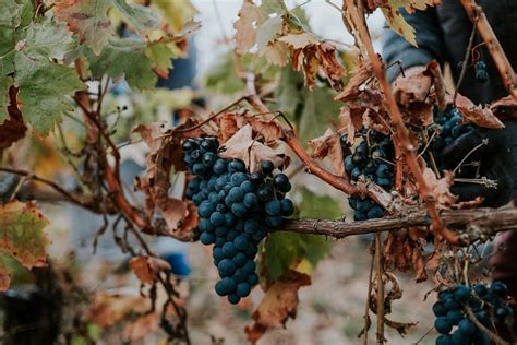 La Viticultura El Arte Y La Ciencia Detr S Del Cultivo De La Vid