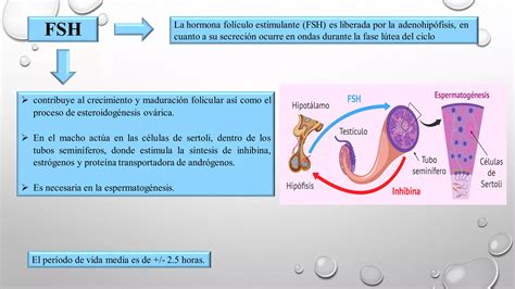 Eje Hipotalamo Hipofisis Ppt Descarga Gratuita