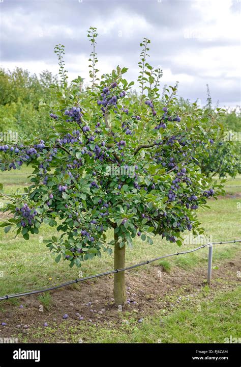 Ciruelo Europeo Prunus Domestica Topper Prunus Domestica Topper