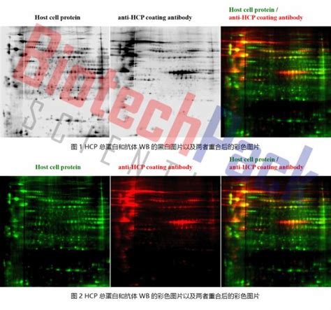 宿主蛋白残留 Hcp 分析服务 生物器材网