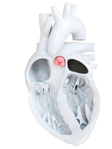 Human heart anatomy showing pulmonary valve, illustration. — medicine ...