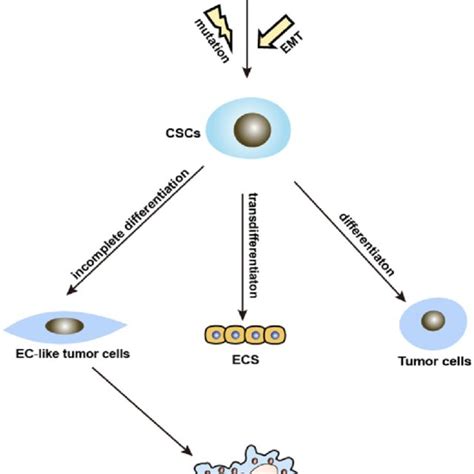 Schematic Illustration Showing The Involvement Of Cscs And Emt In Vm