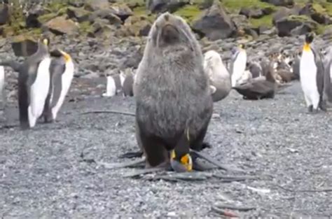 WATCH Fur Seals Caught Having Sex With Penguins ScienceAlert