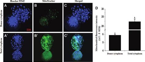 Fluorescence Intensity Of Mitochondrial Staining In Cict Blastocysts