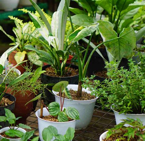 bringing tropical plants indoors siebenthalers