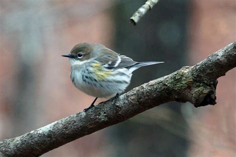 Juvenile Yellow Rumped Warbler I Went To Oak Mountain St Flickr