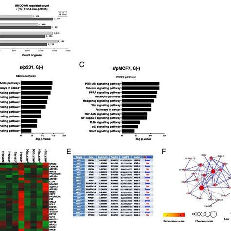 Regulation Of Target Gene Expression And Signaling Pathway In The Download Scientific Diagram